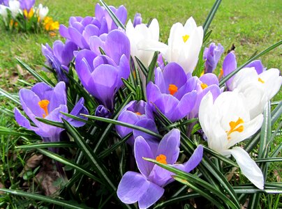 Spring awakening crocus close up photo