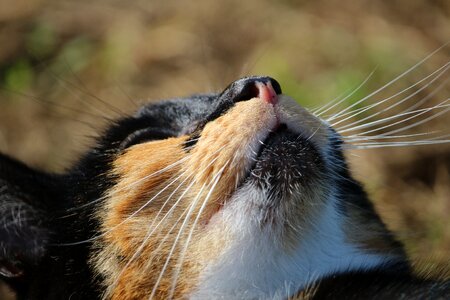 Domestic cat three coloured cat face photo