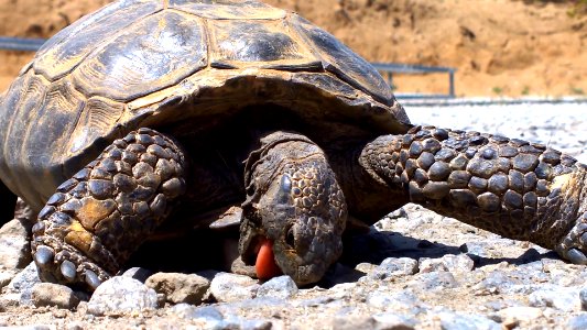 Desert tortoise (Gopherus agassizii) eating rocks photo