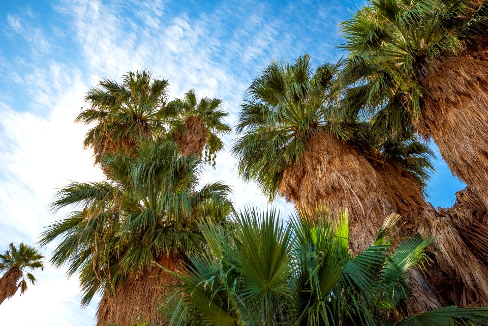 California fan palm (Washingtonia filifera); Oasis of Mara