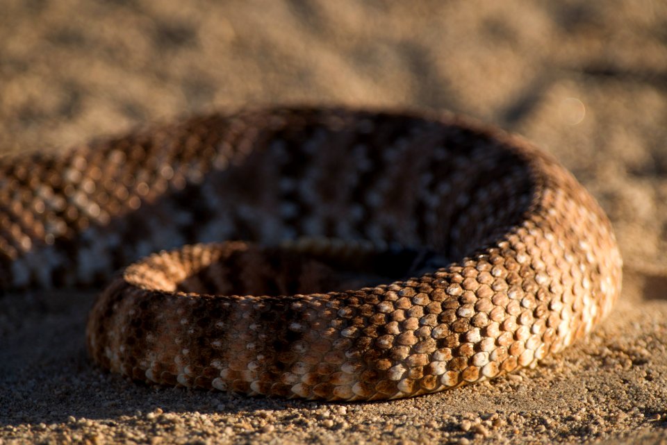 Speckled Rattlesnake (Crotalus mitchellii)