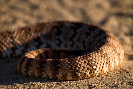 Speckled Rattlesnake (Crotalus mitchellii) photo