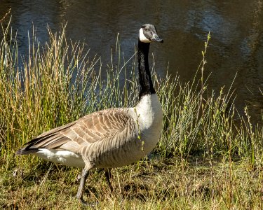 Canada goose, Pant-du woodland, N/Wales, UK.