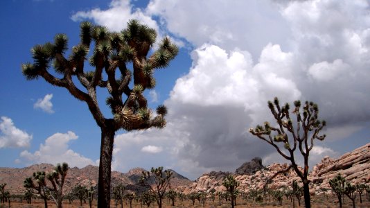 Joshua Trees and Clouds photo