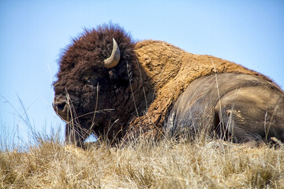 Wildlife horns brown