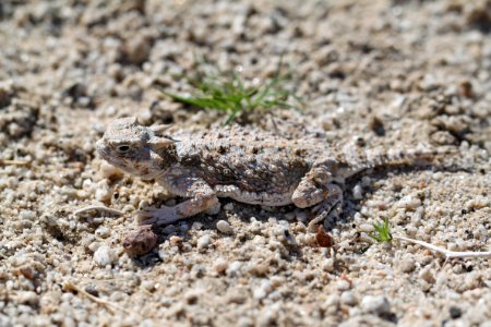 Desert horned lizard (Phrynosoma platyrhinos) near Pinto Wells photo