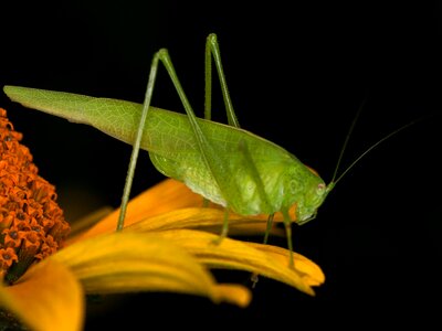 Grasshopper macro close up photo