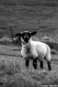 Lamb photo