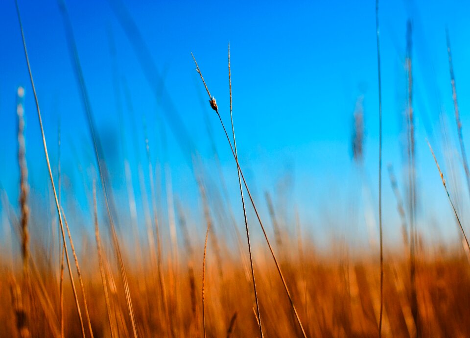 Wheat light season