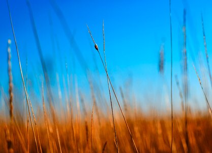 Wheat light season photo