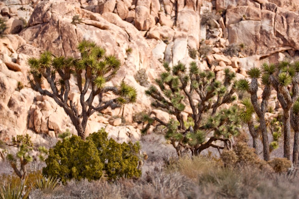 Joshua trees along Park Boulevard