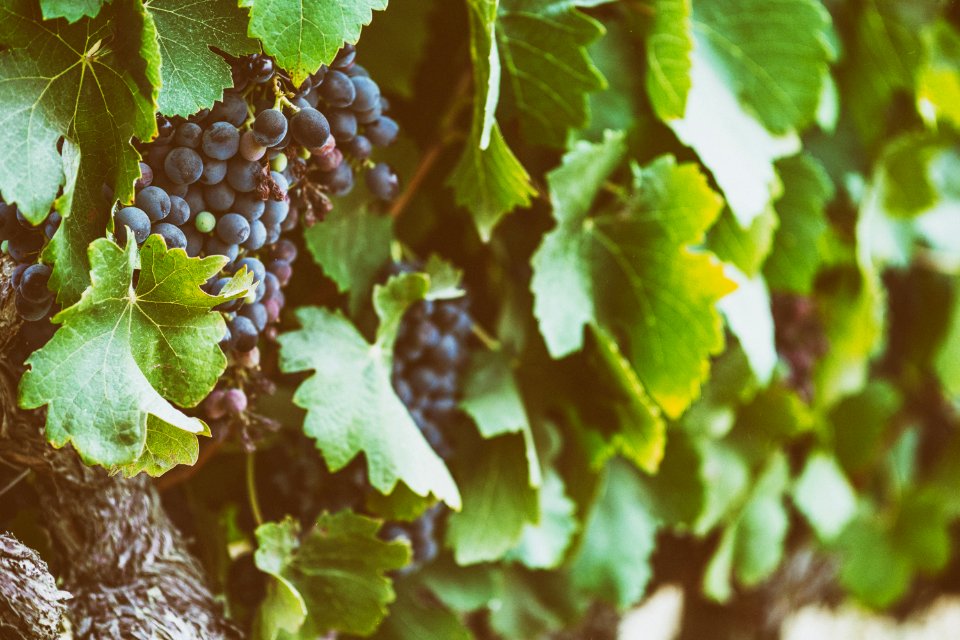 I heard it through the grapevine