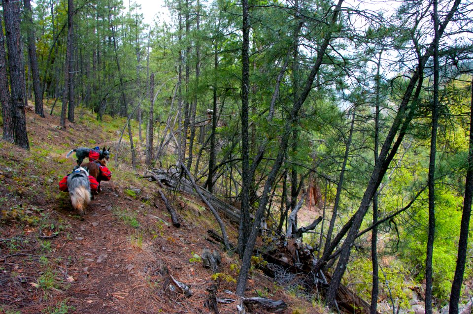 Kelsey Trail No. 3