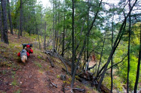 Kelsey Trail No. 3
