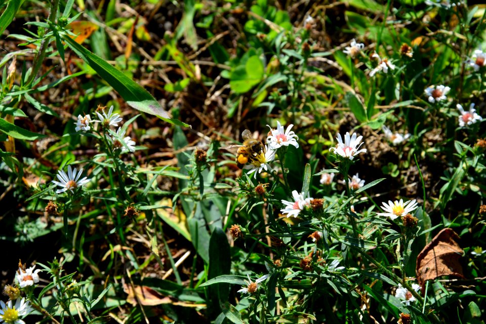 Honey Bee