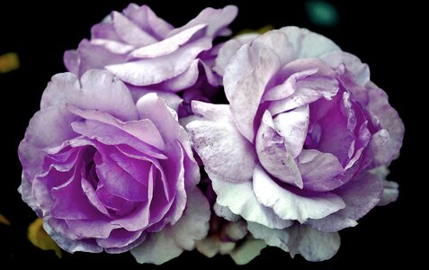 Blossom floral green photo