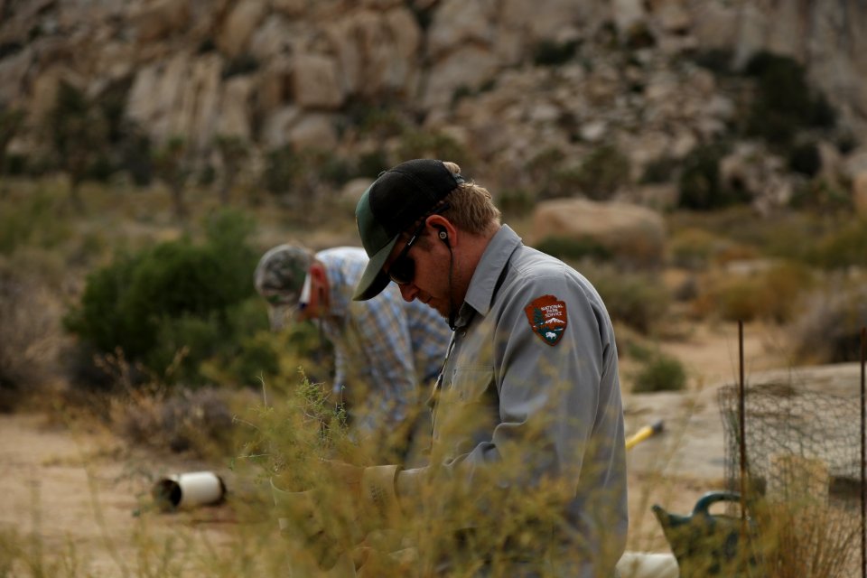Staff prepare plants to be placed in the ground near Hemingway Buttress