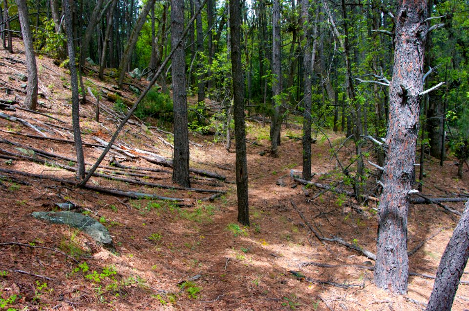 Kelsey Trail No. 3