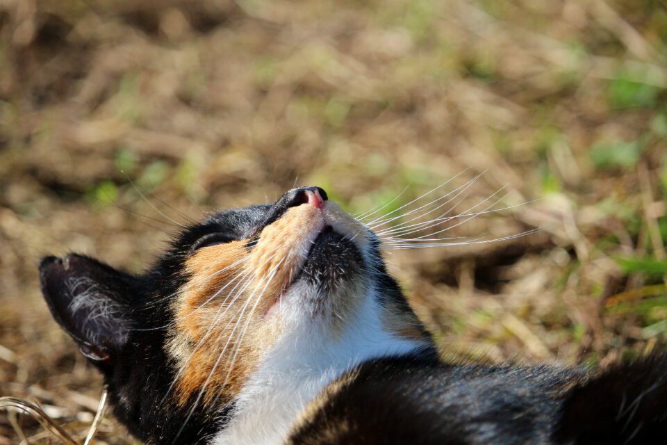 Domestic cat three coloured cat face
