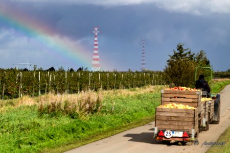 Apfelernte im Alten Land bei Stade