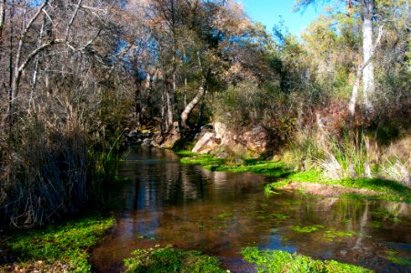 Fossil Springs Wilderness: Springs Area