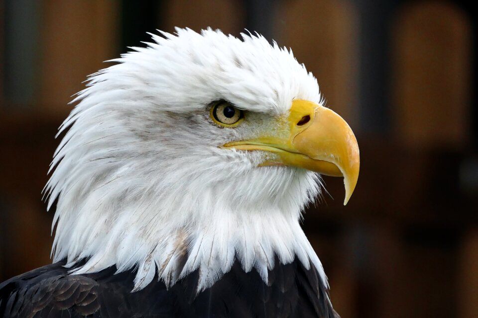 Animal wildlife icon