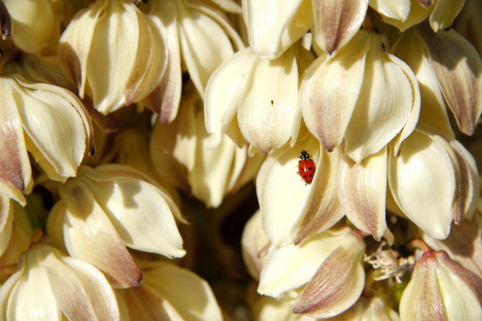 Mojave yucca (Yucca schidigera); Indian Cove Campground