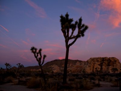 Cottan Candy Sunset