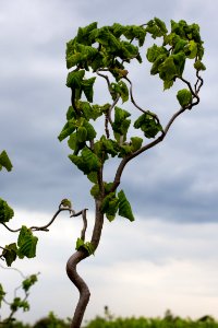 IMG 6592