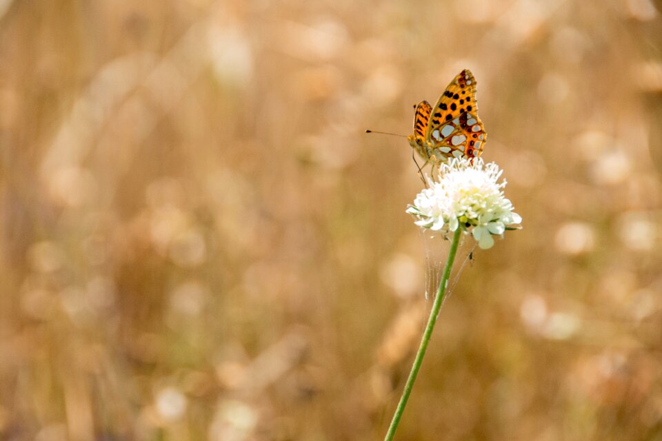 Animal summer close up