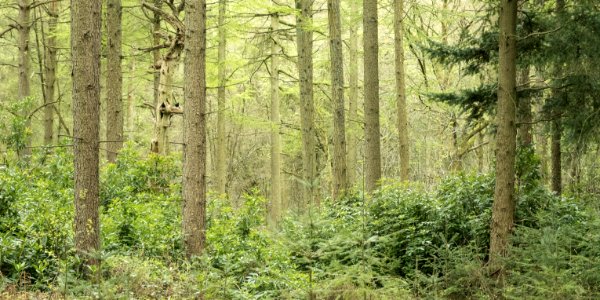 Pant-du woodland, N/Wales, UK, 2021. photo