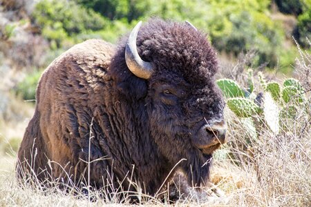 Wildlife grass bull