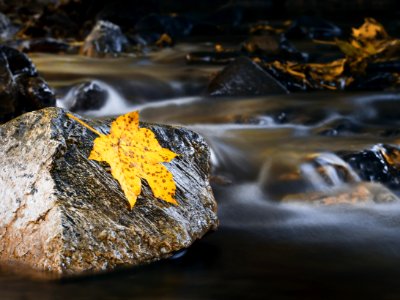 Golden autumn.