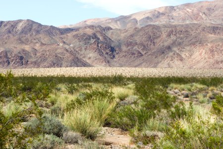Grass near Turkey Flats