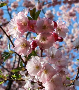 Flowers almond blossom flowering twig photo