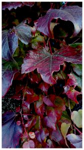 Vigne vierge en Novembre