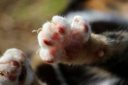 Domestic cat three coloured paws