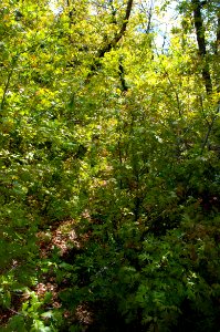 Kelsey Trail No. 3