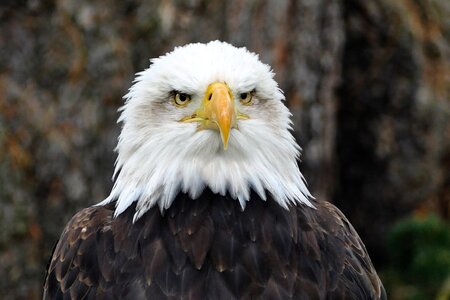 Animal wildlife icon