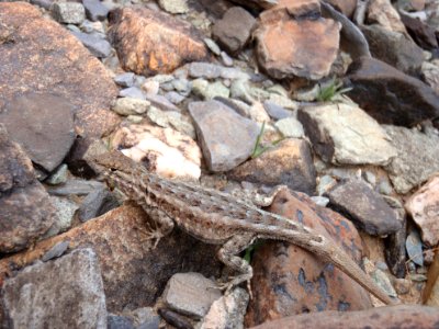 Side blotched lizard (Genus Uta) photo