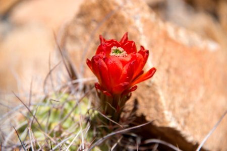 Mojave mound cactus (Echinocereus mojavensis); 3/13/2015 photo