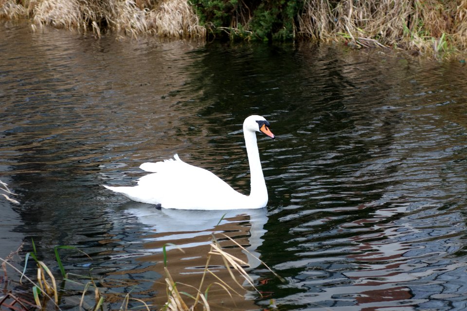 Swan Reflected