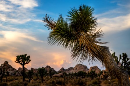 Joshua tree with clouds over Hidden Valley at sunset photo