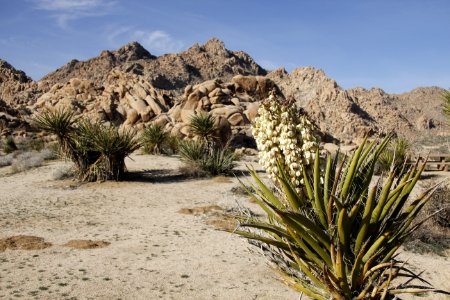 Mojave yucca (Yucca schidigera); Indian Cove Campground photo