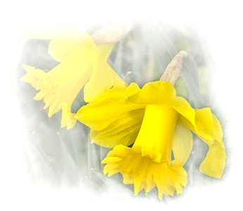Winter Daffs, Mickle Trafford, Cheshire, UK, 2021.