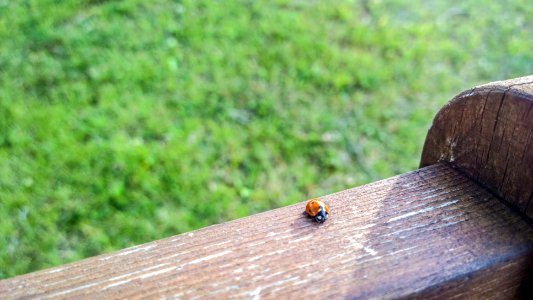 Ladybug