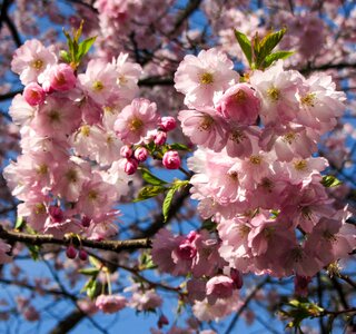 Flowers almond blossom flowering twig