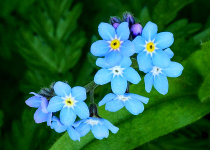Forget-me-not, Picton area, Cheshire, UK, 2021. photo