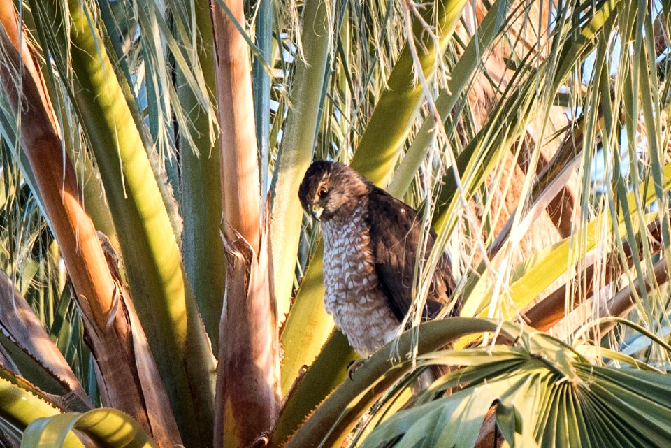 Cooper's Hawk (Accipiter cooperii) at Oasis of Mara