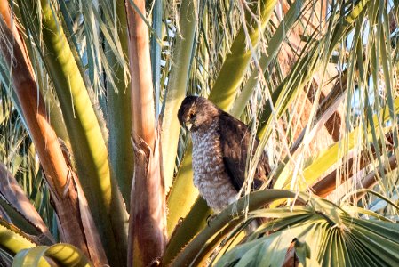 Cooper's Hawk (Accipiter cooperii) at Oasis of Mara